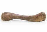 Cretaceous Fossil Crocodyliform (Borealosuchus?) Femur - Wyoming #306849-2